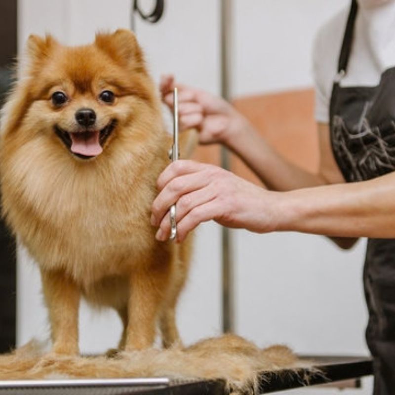 Pet Care